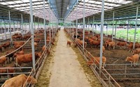 贵州关岭：“六方合作”助推关岭牛产业高质量发展