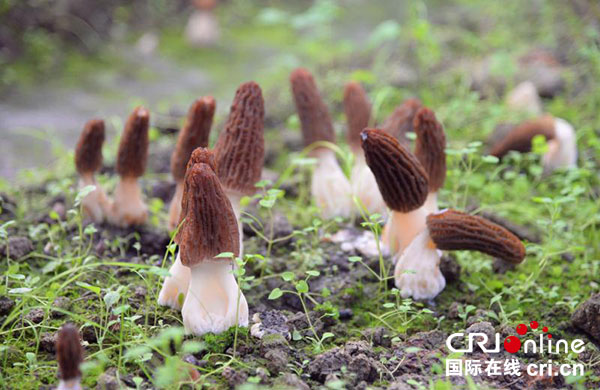 图片默认标题_fororder_2