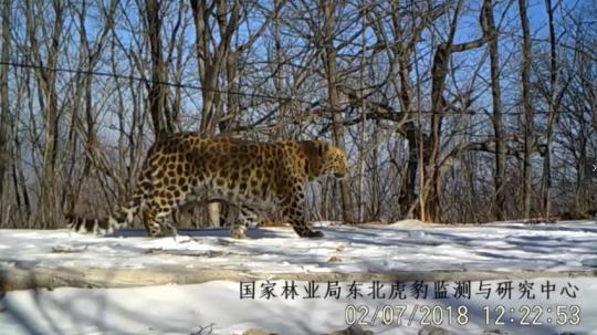 数据显示：吉林野生东北虎、豹稳定在27只和42只以上