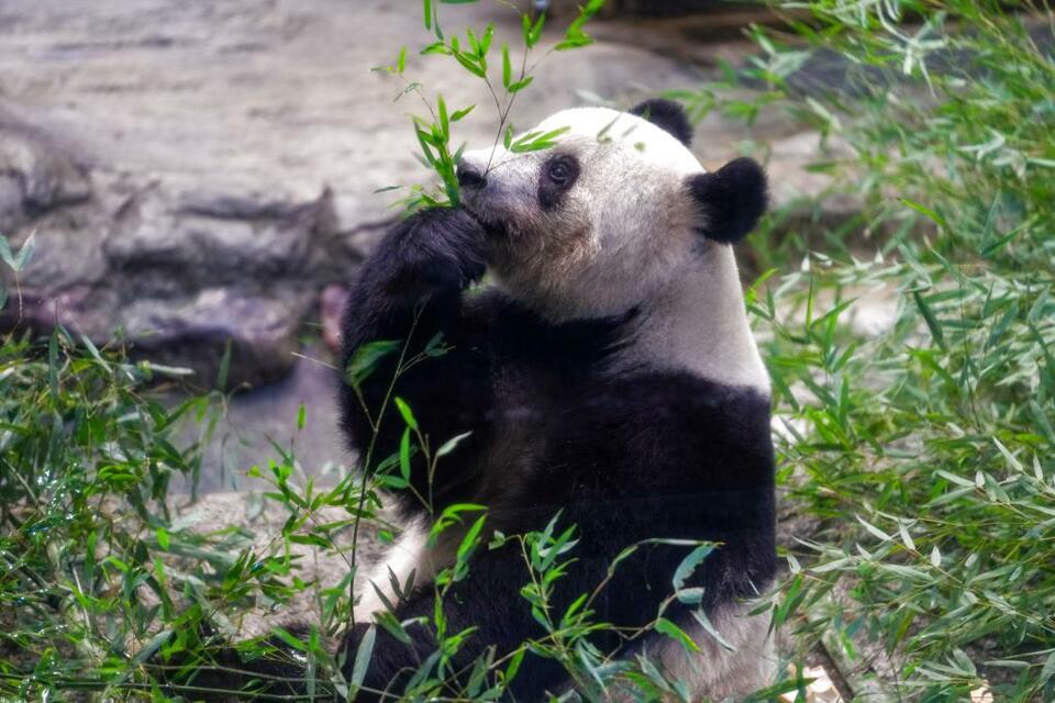通讯：3139天的坚守——记日本大熊猫摄影师高氏贵博