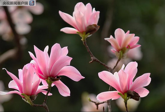 “植物熊猫”古旱莲如期盛开 树龄超400年