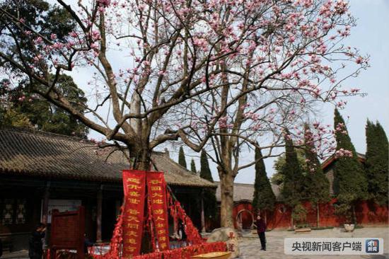 “植物熊猫”古旱莲如期盛开 树龄超400年