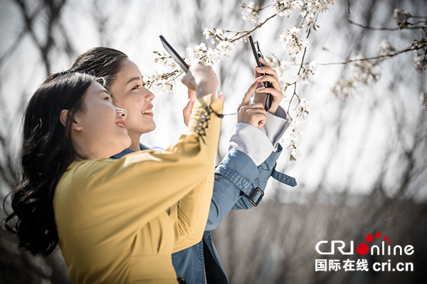 图片默认标题_fororder_游客观赏眉山樱花（眉山市委宣传部供图）-(1)