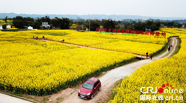 图片默认标题_fororder_漫山遍野的菜花开得正艳-(1)