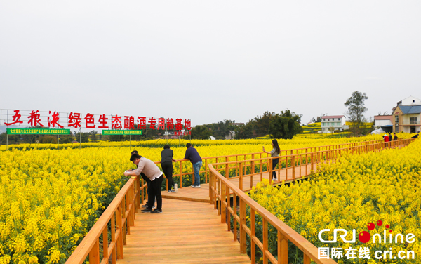 图片默认标题_fororder_漫山遍野的菜花开得正艳-(2)