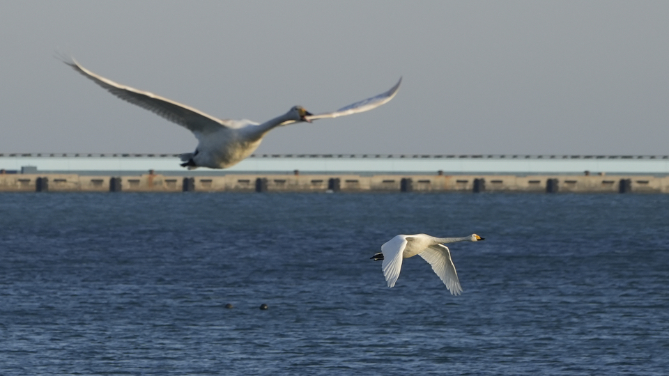 山东荣成:大天鹅开始回迁 暮色当中练飞忙_fororder_飞鸟1