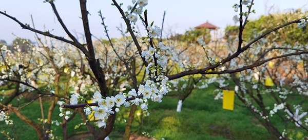 2023年宜宾市叙州区首届古树李花文化季举行_fororder_漫山遍野的李花-摄影-何芳