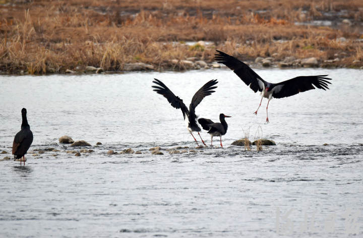（中首）河北井陉：湿地生态美 候鸟翩翩舞