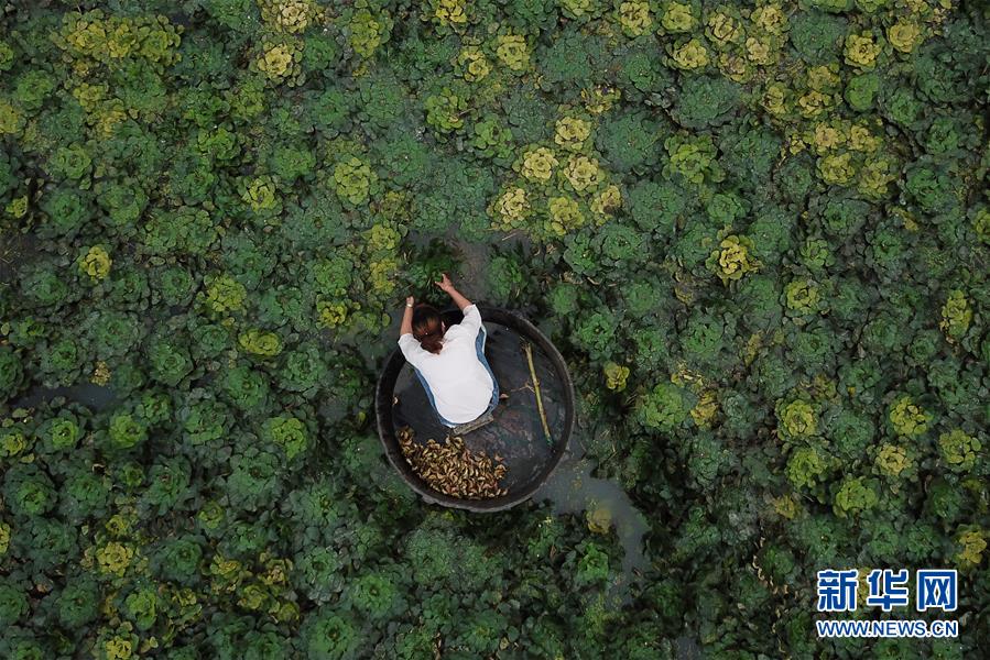 浙江湖州：秋风起 采菱忙