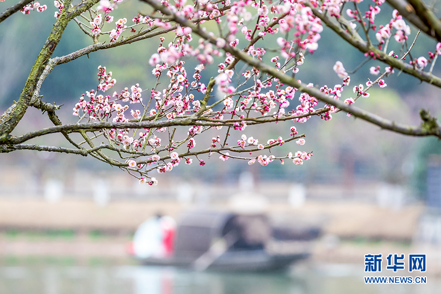 【城市远洋】重庆南川:梅花绽放春意浓