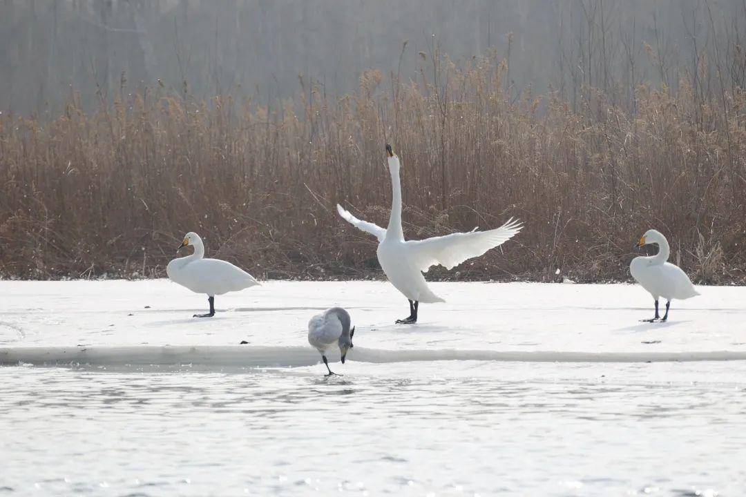 北票红村:千姿百态天鹅舞