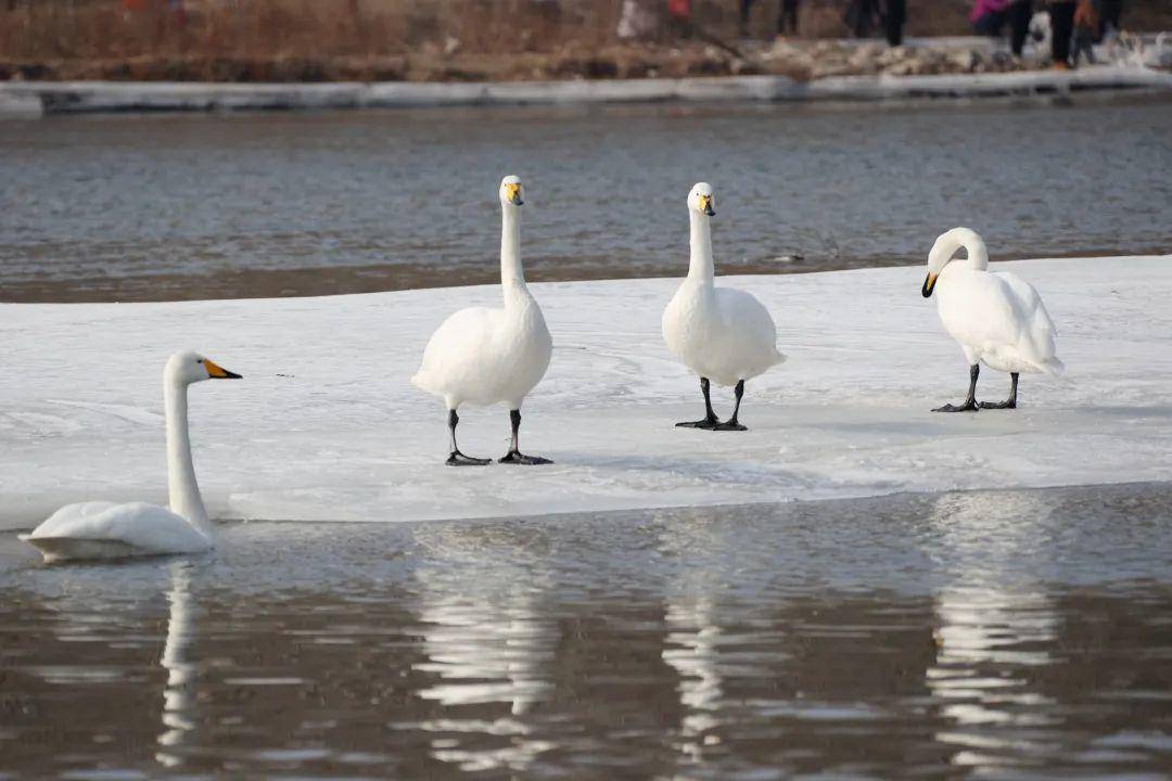 北票红村:千姿百态天鹅舞