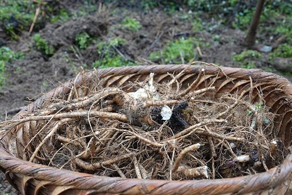 泸州古蔺:收获的春天 中药材独活为增收开出“良方”_fororder_中药材独活(图片来源:古蔺县融媒体中心)
