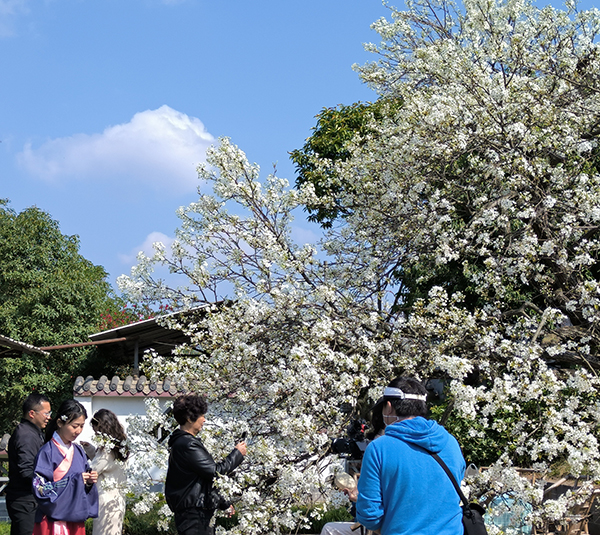 成都金堂县第二十届梨花节开幕 踏青赏花正当时_fororder_游客赏梨花现场-供图-金堂县委宣传部