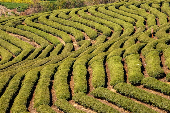 贵州独山：加强茶园管护 促进茶叶品牌和文化不断提升_fororder_IMG_6292