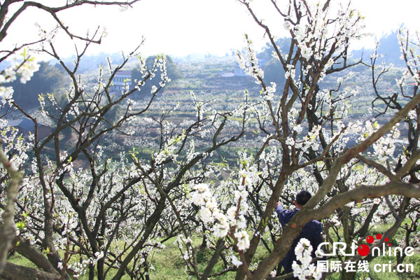 图片默认标题_fororder_漫山遍野盛开的李花--何芳摄