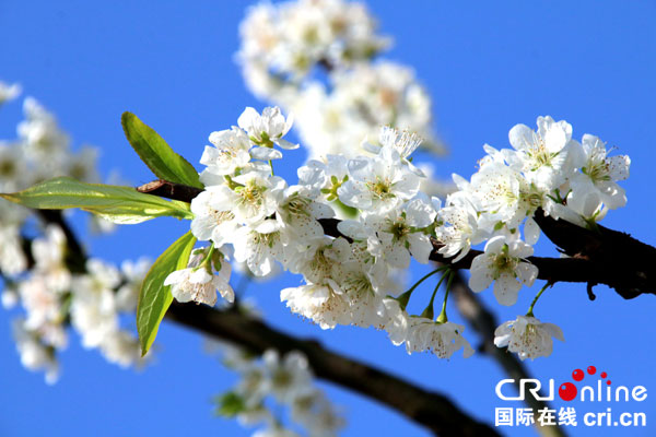 图片默认标题_fororder_李花盛开---何芳摄