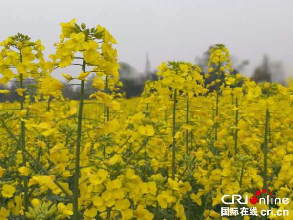 图片默认标题_fororder_金灿灿的油菜花。摄影：邱美智
