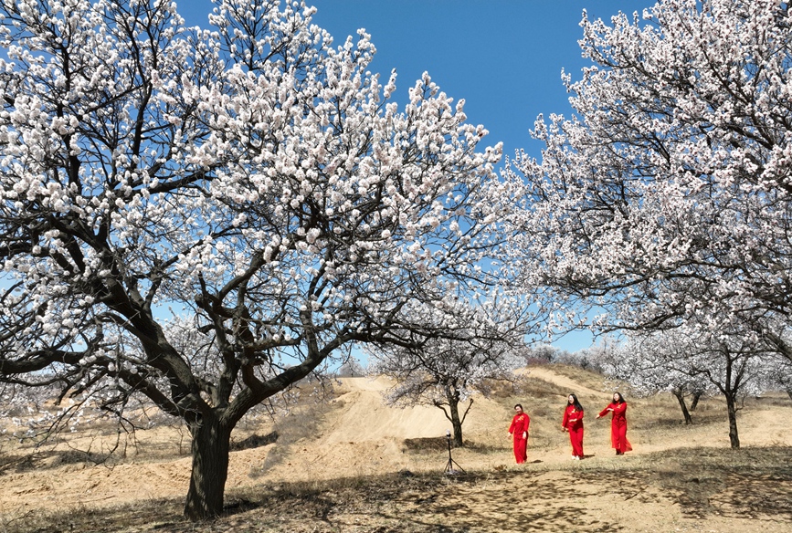 三门峡灵宝:明清古杏林 风吹十里香