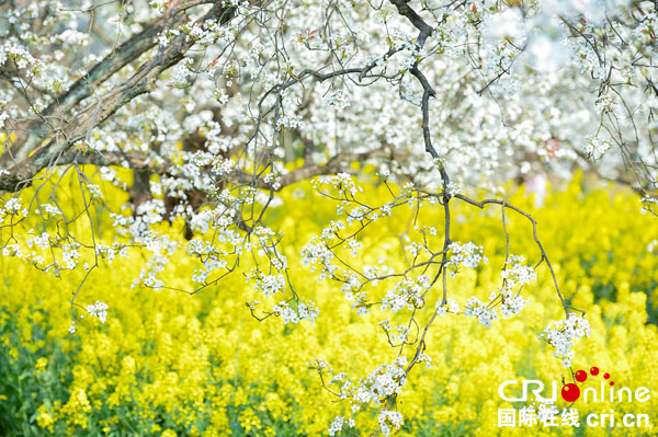 图片默认标题_fororder_5花开季节春意盎然（摄影-廖志全）