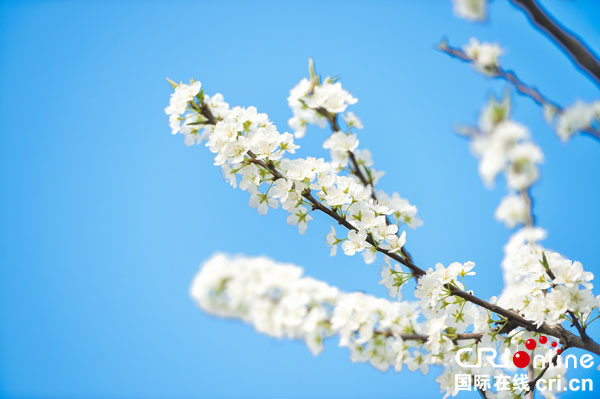 图片默认标题_fororder_梨花芬芳花开正艳（摄影-廖志全）