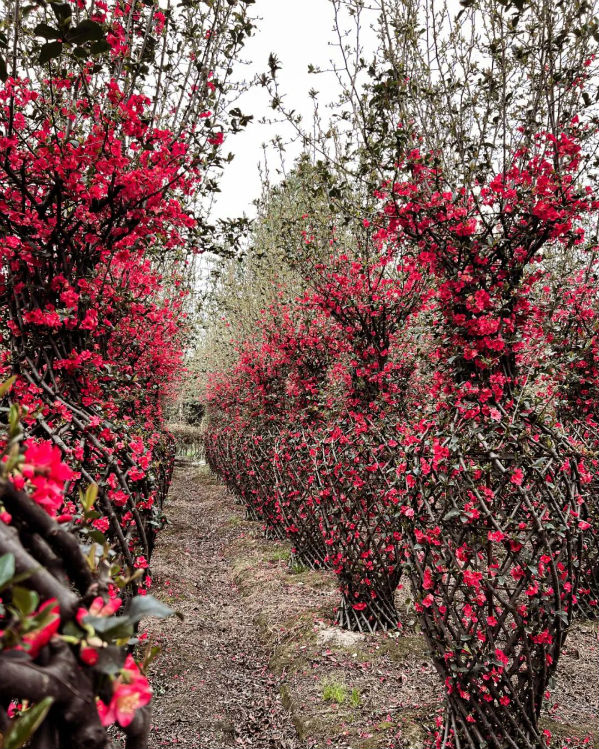 (转载)花重锦城,崇州独占三分春色