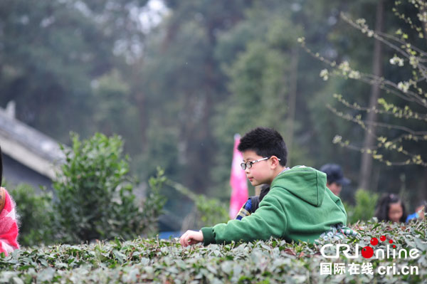 图片默认标题_fororder_亲子参与采春茶（邛崃市委宣传部-供图）