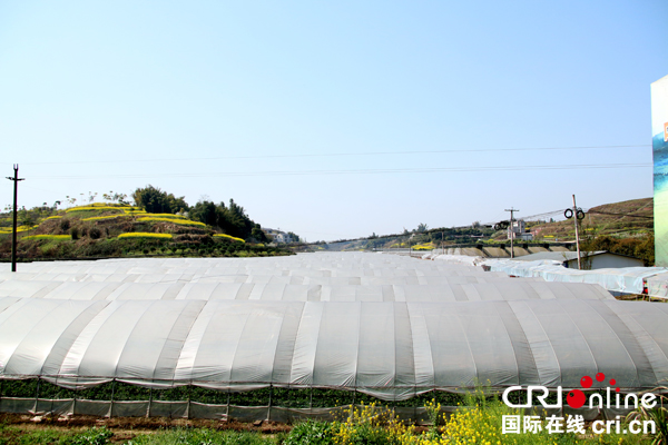 图片默认标题_fororder_大棚草莓基地--（摄影-何芳）