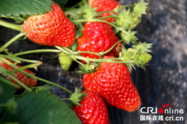 图片默认标题_fororder_成熟的草莓--（摄影-何芳）