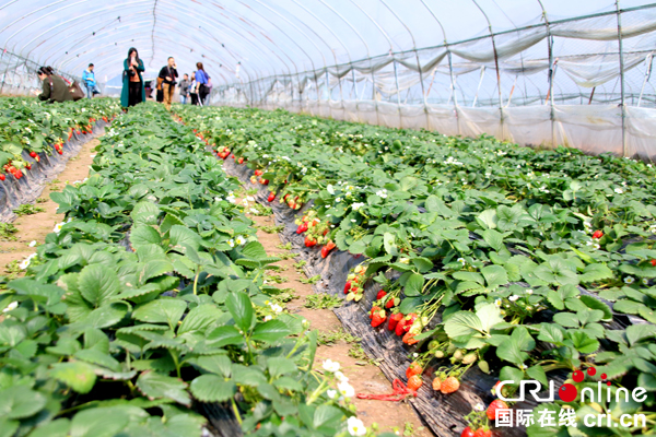 图片默认标题_fororder_游客挑选采摘--（摄影-何芳）