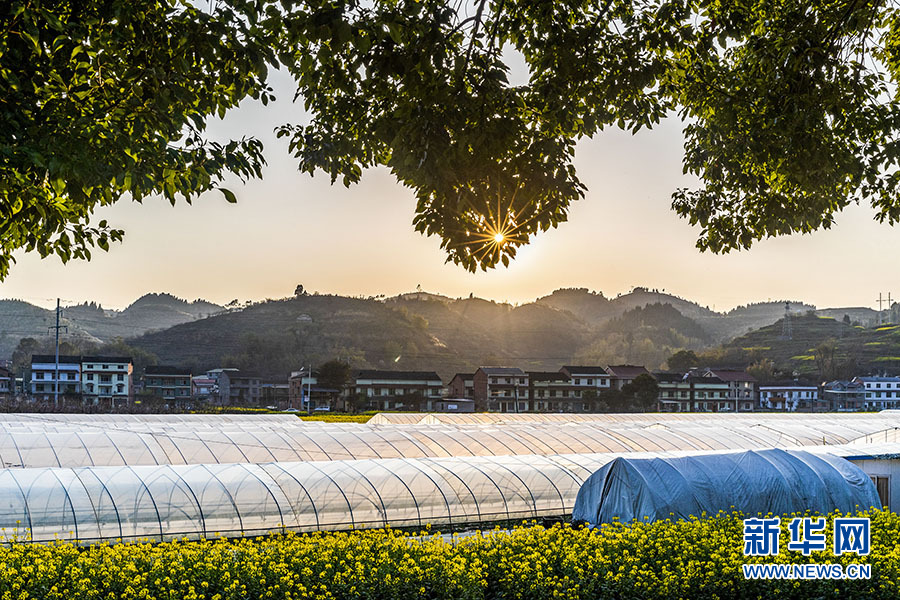 【城市远洋】重庆南川:和美乡村祥瑞如画