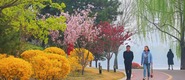 河南開封：花團錦簇 春到古城_fororder_1