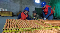 国网石嘴山供电：助力蛋鸡养殖企业规模不断扩大