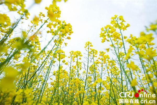 图片默认标题_fororder_3