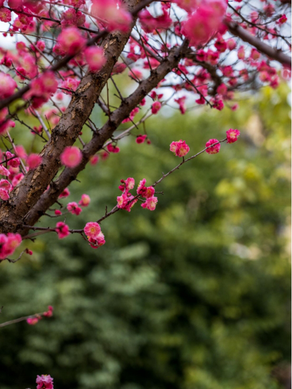 四川资阳:春日时节到来 解锁雁城赏花打卡三地_fororder_af5658d81eb3f158abe3c8060f21eedc