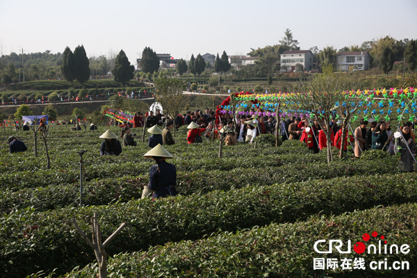 图片默认标题_fororder_春茶采摘现场--图说遂宁供图