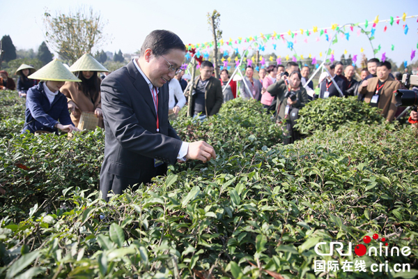 图片默认标题_fororder_遂宁市委常委、市委宣传部长杨颖采摘春茶--图说遂宁供图