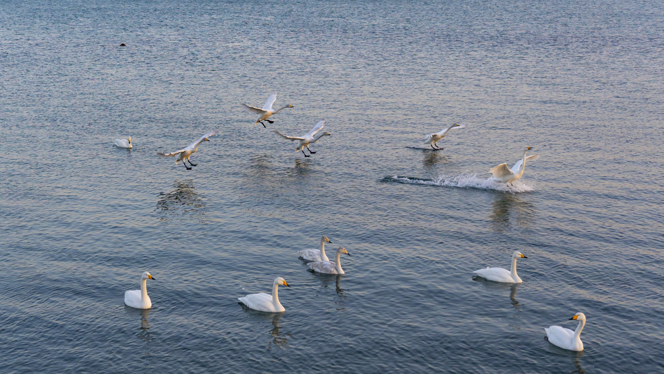山东荣成:大天鹅开始回迁 暮色当中练飞忙_fororder_飞鸟6
