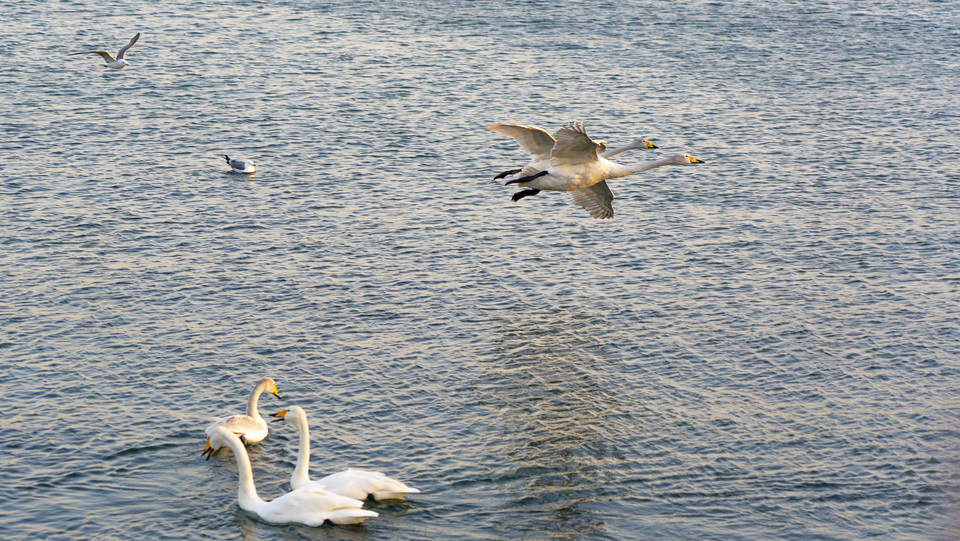 山东荣成:大天鹅开始回迁 暮色当中练飞忙_fororder_飞鸟3