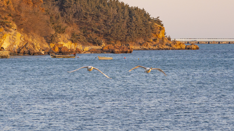 山东荣成:大天鹅开始回迁 暮色当中练飞忙_fororder_飞鸟4