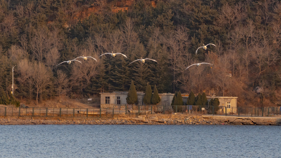 山东荣成:大天鹅开始回迁 暮色当中练飞忙_fororder_飞鸟2