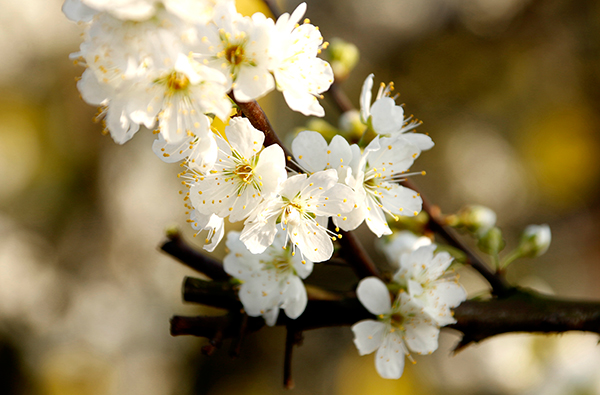 2023年宜宾市叙州区首届古树李花文化季举行_fororder_盛开的李花-摄影-何芳