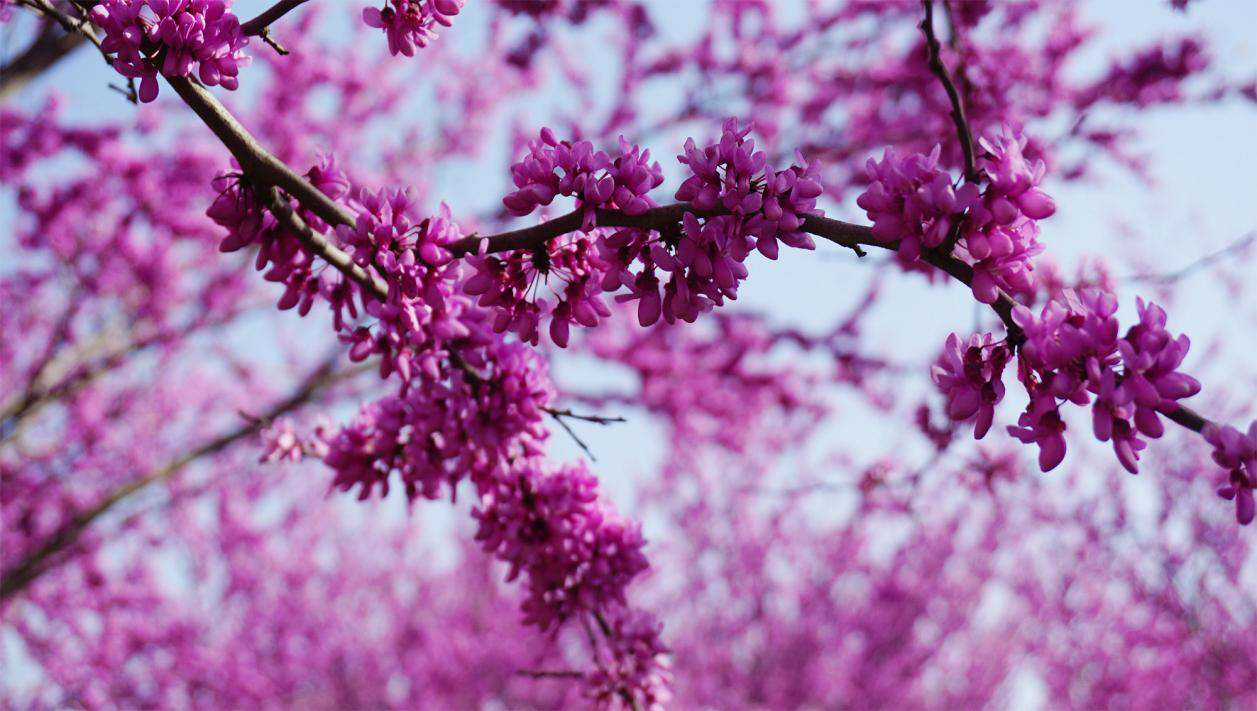 许昌鄢陵:紫荆花开 满树嫣然_fororder_图片2