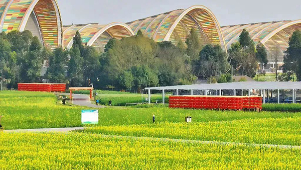 2023天府农博·沐春季即将开幕 多彩油菜花迎来盛放期_fororder_多彩油菜花田实景图-供图-新津区委宣传部