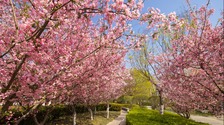 山東好景｜唐冶公園：美輪美奐的花世界_fororder_rBABC2QmNOGAdnIZAAAAAAAAAAA105.1686x1125.960x641