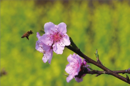（今日热点2，导航成都，移动端）成都周边赏花攻略出炉 快去赏花赏叶赏“春光”