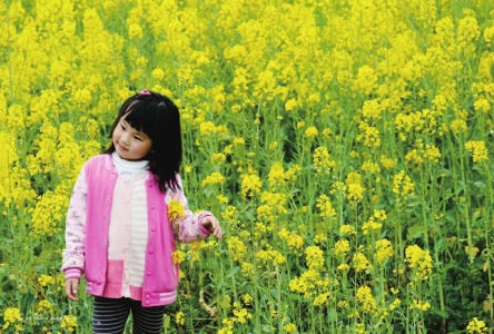（今日热点2，导航成都，移动端）成都周边赏花攻略出炉 快去赏花赏叶赏“春光”