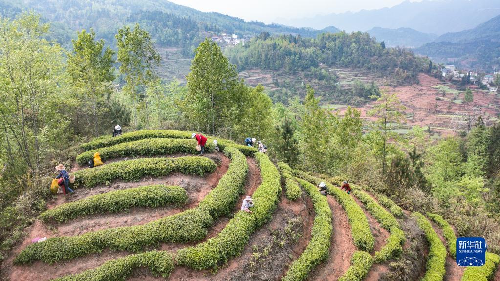 贵州:明前茶 采摘忙