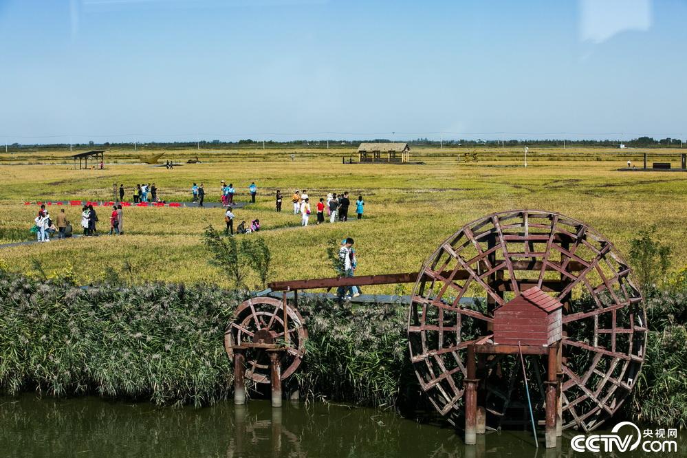 央视网：【新时代东北振兴】滩红苇绿 稻蟹飘香 看辽宁盘锦的“醉