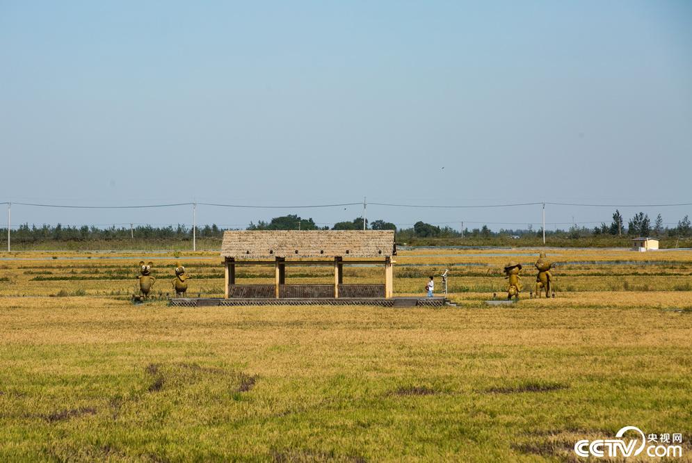 央视网：【新时代东北振兴】滩红苇绿 稻蟹飘香 看辽宁盘锦的“醉